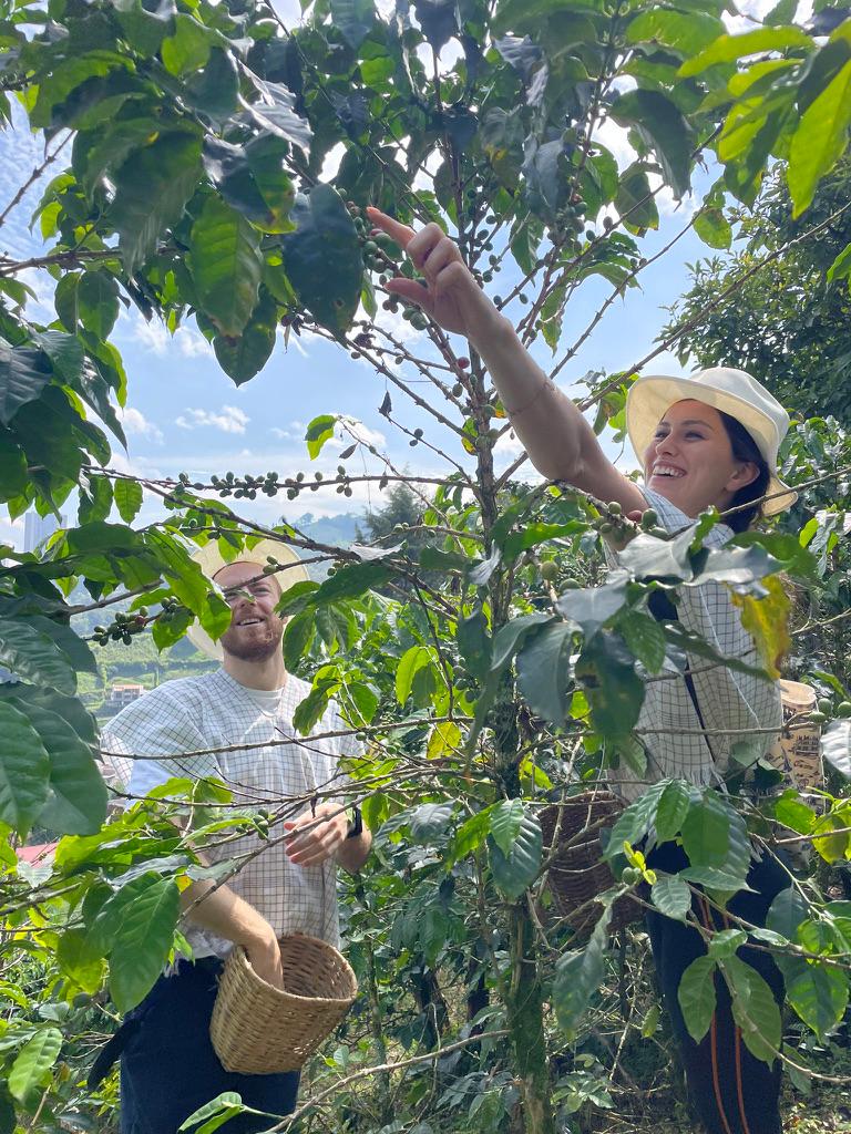 Picking coffee cherries on a hillside farm